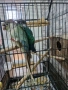 Две папагалчета пирури, снимка 4