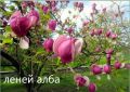 Магнолия - Magnolia НАЛИЧНИ 15 ВИДА Студоустoйчиви, снимка 11