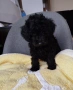 Мини пудел/Mini poodle , снимка 5
