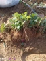 Продавам здрав разсад ягоди , снимка 6