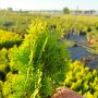 Източната туя Ауреа Нана, Thuja orientalis ‘Aurea Nana’, снимка 11