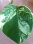 Monstera aurea , снимка 2