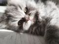 Персийски котета , снимка 12