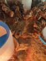 Найхубави пилета от Катунски кокошки.  От Кърджали, снимка 2