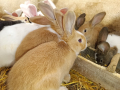 Холандска порода млади зайци по 25лв./бр., снимка 3