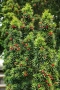 Тис, Taxus baccata, студоустойчив , снимка 4