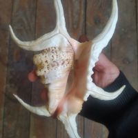 Раковина мида морски охлюв рапан Spider Conch Shell, снимка 1 - Декорация за дома - 45447687