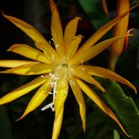 Епифилум, Epiphyllum Fruhlings Gold, снимка 1 - Стайни растения - 45840102