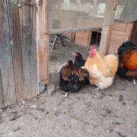Пилета, снимка 7 - Кокошки и пуйки - 45775937