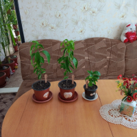 Маракуя(пасифлора),мандарини,авокадо , снимка 2 - Стайни растения - 36791107