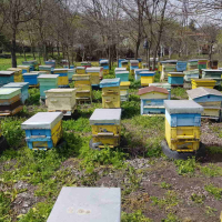 Пчелни семейства, снимка 6 - За пчели - 45034053