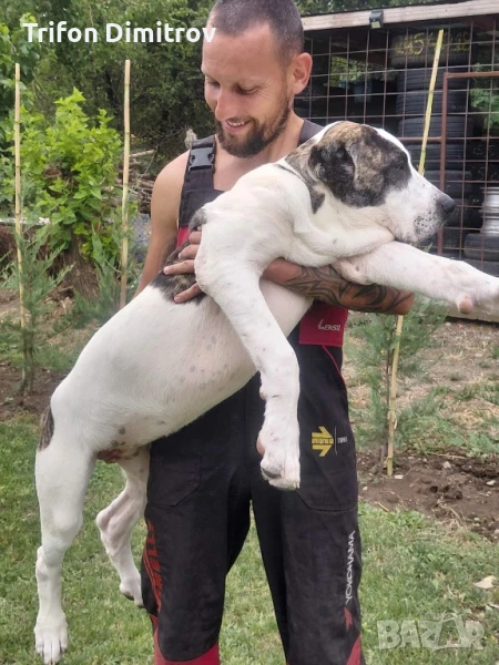 Сао Алабайчета, снимка 1