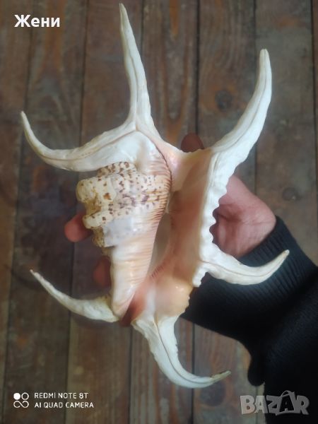 Раковина мида морски охлюв рапан Spider Conch Shell, снимка 1