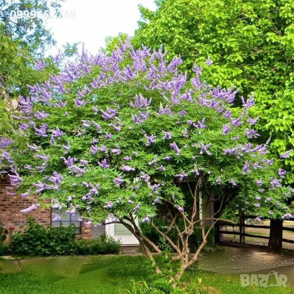 Дърво на целомъдрието(Vitex agnus castus) Цена: 10 лв., снимка 1