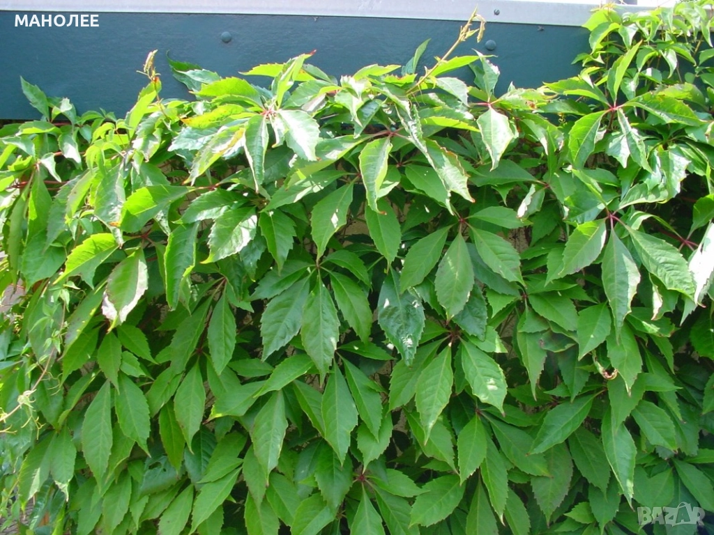 Дива лоза, снимка 1