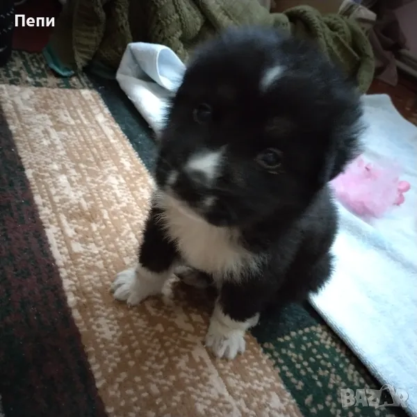 Adopted a dog.намерени2 мъжки кученца в тоалетна шахта, снимка 1