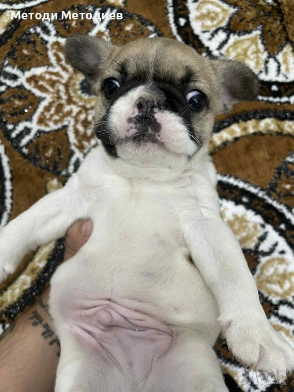 Френски булдог, снимка 1