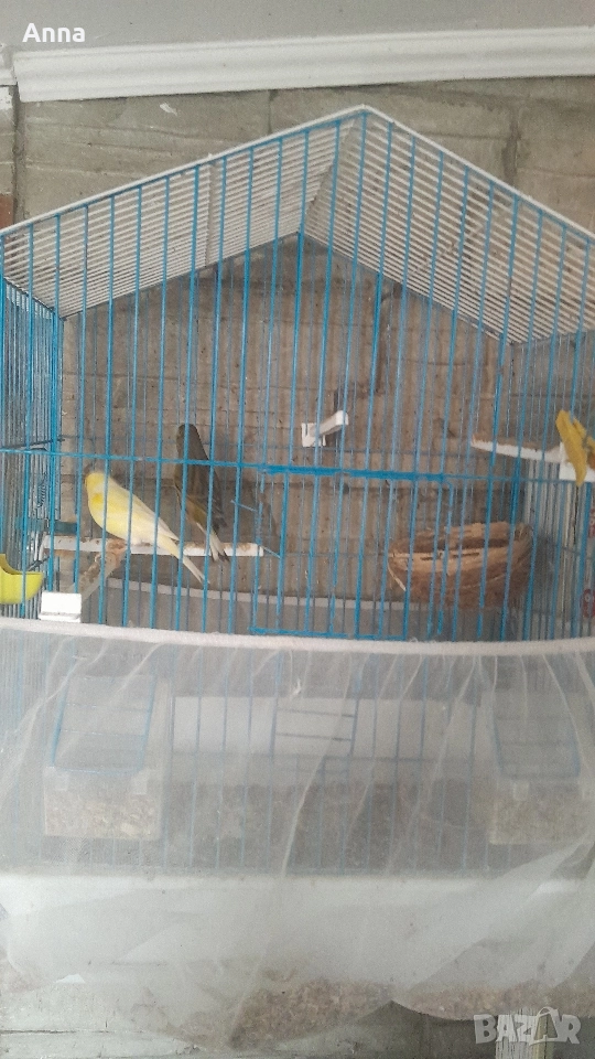 продавам канари таэи годишни , снимка 1