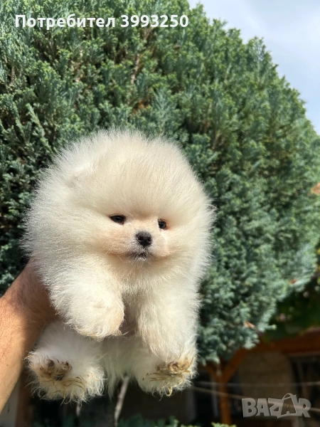 Уникално мини момче, снимка 1