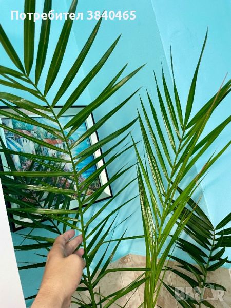 Канарска финикова палма, снимка 1