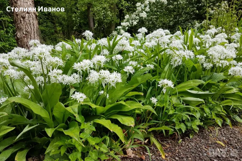 Левурда, мечи лук, див чесън (Allium ursinum) - коренище, снимка 1