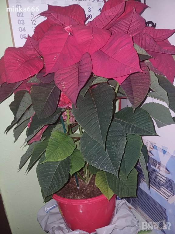 Голяма коледна звезда, снимка 1