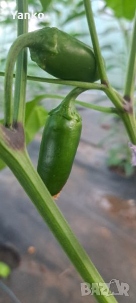 Люти чушлета Jalapeño, снимка 1