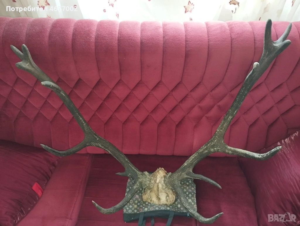 Красив трофей от елен, снимка 1