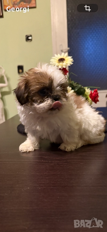 Ши тцу, снимка 1