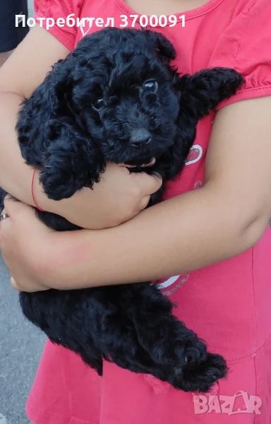 пудел той / мини пудел/ poodle toy, снимка 1