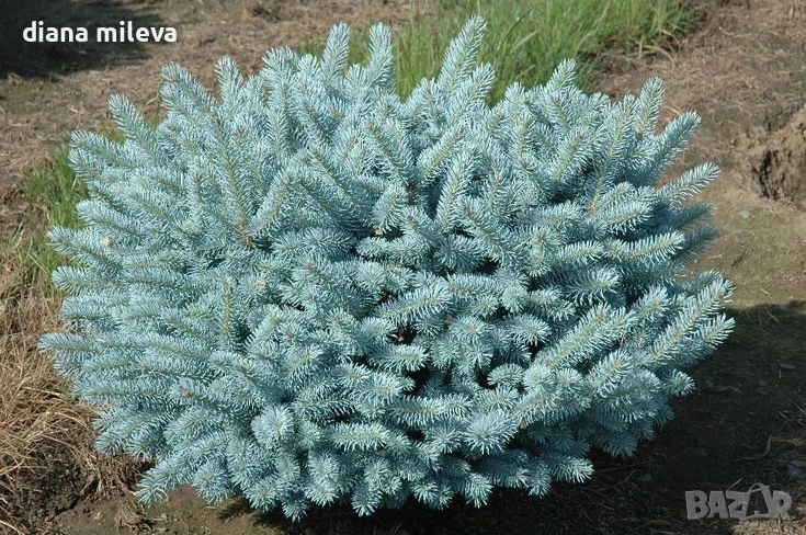 Сребрист кълбовиден смърч, Picea pungens ‘Glauca Globosa’, снимка 1