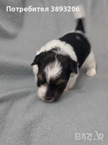 йорки-бовер, снимка 8 - Йоркширски териер - 52805213