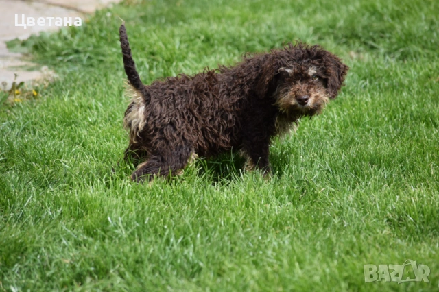 Лагото Романьоло