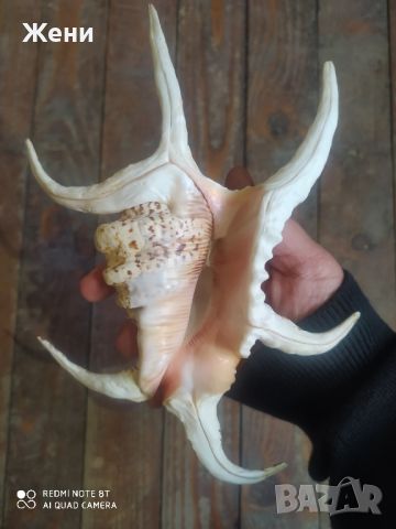 Раковина мида морски охлюв рапан Spider Conch Shell