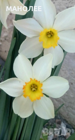 🌼🌼🌼Нарциси💐🌼🌼