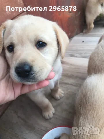 Чистокръвни лабрадори , снимка 8 - Лабрадор ретривър - 49943595