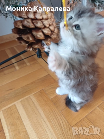 Мейн кун - последно женско котенце, снимка 4 - Мейн кун - 52864469