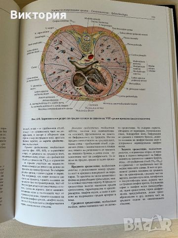 Комплект от 4 тома атласи анатомия на човека - Синелников , снимка 11 - Специализирана литература - 46724365