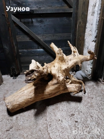 Декорация -корен от дъб, снимка 7 - Декорация за дома - 52513802