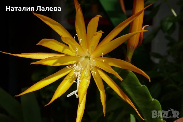 Епифилум, Epiphyllum Fruhlings Gold, снимка 1 - Стайни растения - 45840102