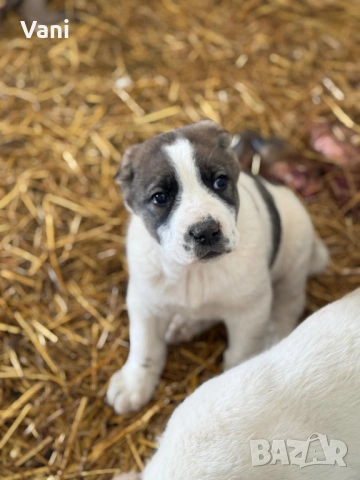 Аласай / САО , снимка 8 - Алабай - 54093320