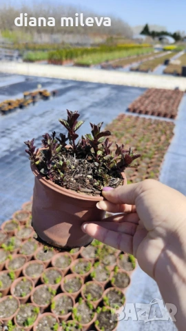 Шоколадова Мента, Mentha "Chocolate Mint", студоустойчива и многогодишна, снимка 6 - Градински цветя и растения - 54176173