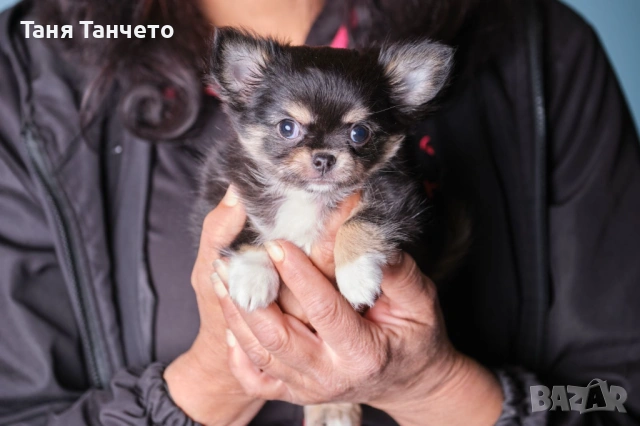 Чихуахуа Възможност за доставка , снимка 4 - Чихуахуа - 53994420