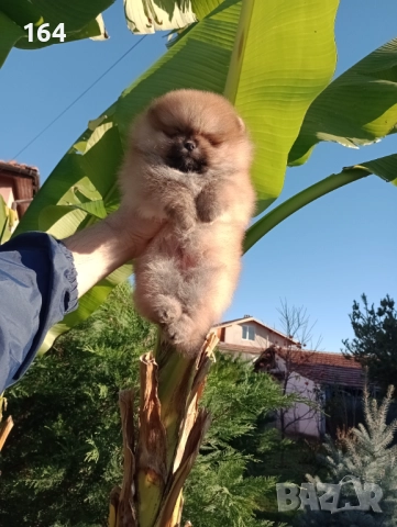 Мъжки Померан на 3 месеца . , снимка 5 - Померан - 52745286