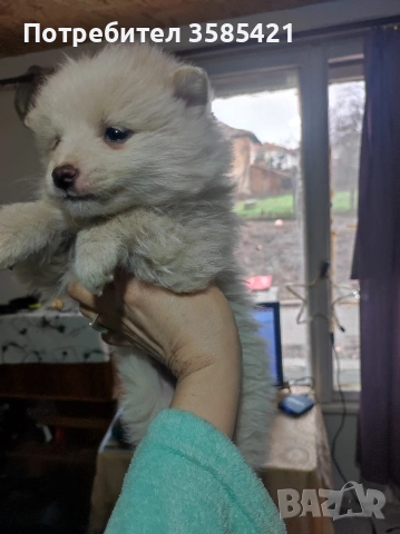 Немски шпиц момичета и момчета търсят новите си грижовни стопани!, снимка 3 - Шпиц - 53007262