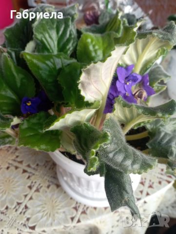 Сентполия- кичеста теменужка, снимка 11 - Градински цветя и растения - 45783649