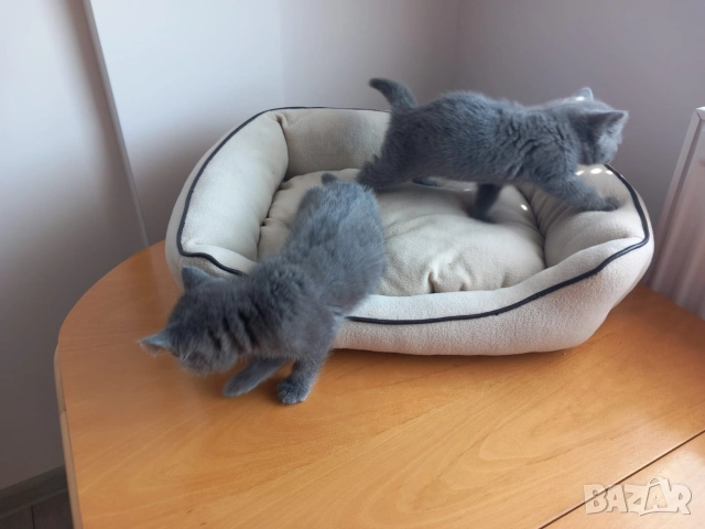 Британски Котета момичета , снимка 5 - Британска късокосместа - 52917445