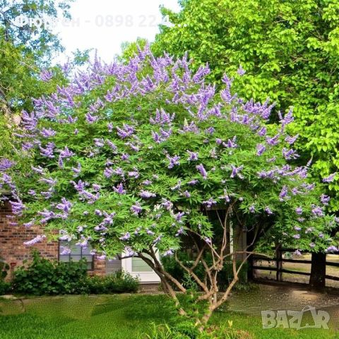 Дърво на целомъдрието (Vitex agnus castus) АВРАМОВО ДЪРВО, ВИТЕКС АГНУС КАСТУС, снимка 6 - Разсади - 46564137