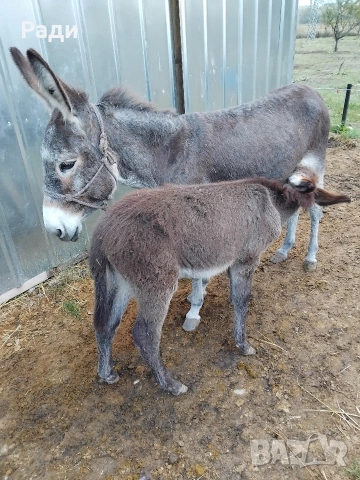 Мъжко магаре, снимка 3 - Коне - 53925143