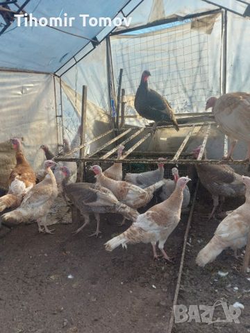 продавам пуйчета на 40 дни, снимка 1 - Кокошки и пуйки - 46259062
